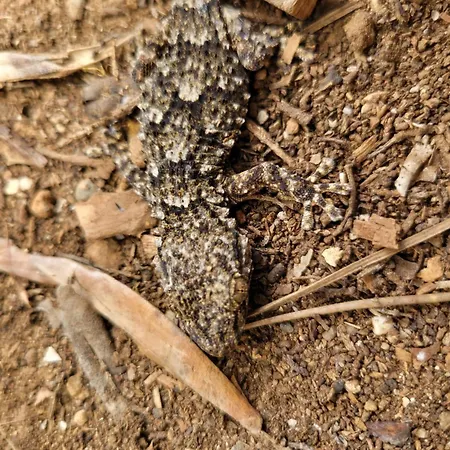 Frühstückspension Rasoa Agde