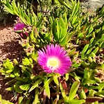 Bed & Breakfast Rasoa Agde