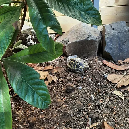 ベッド・アンド・ブレックファスト Rasoa アグド