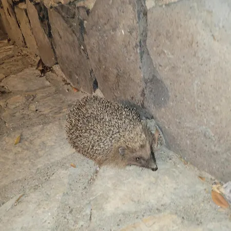 ベッド・アンド・ブレックファスト Rasoa アグド