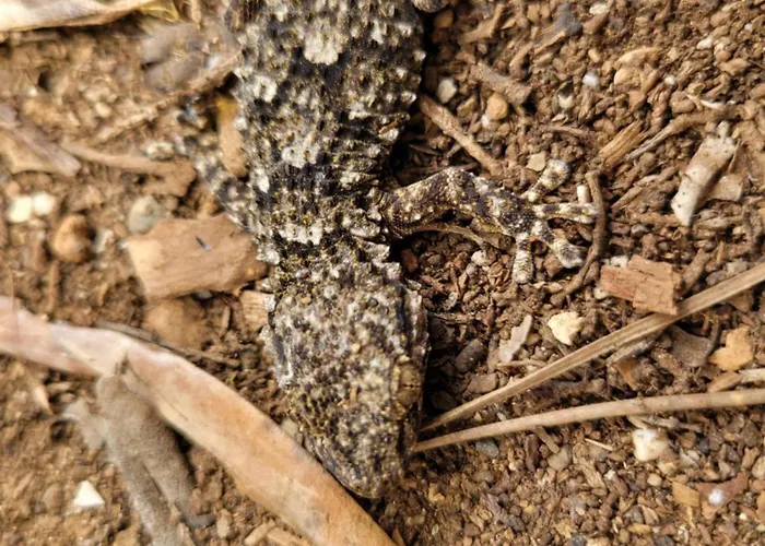 Bed & Breakfast Rasoa Agde